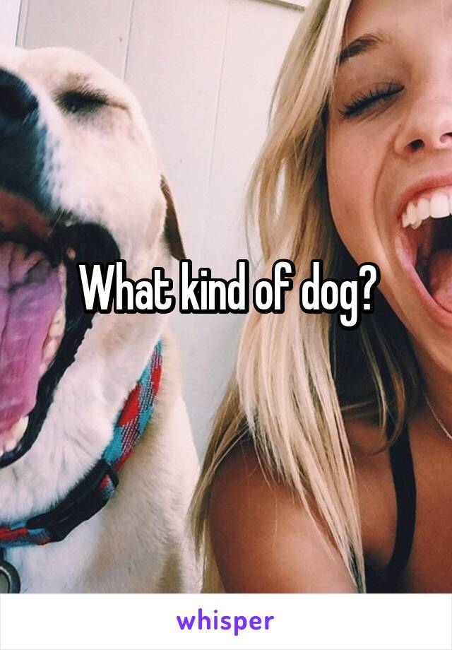 What kind of dog?
