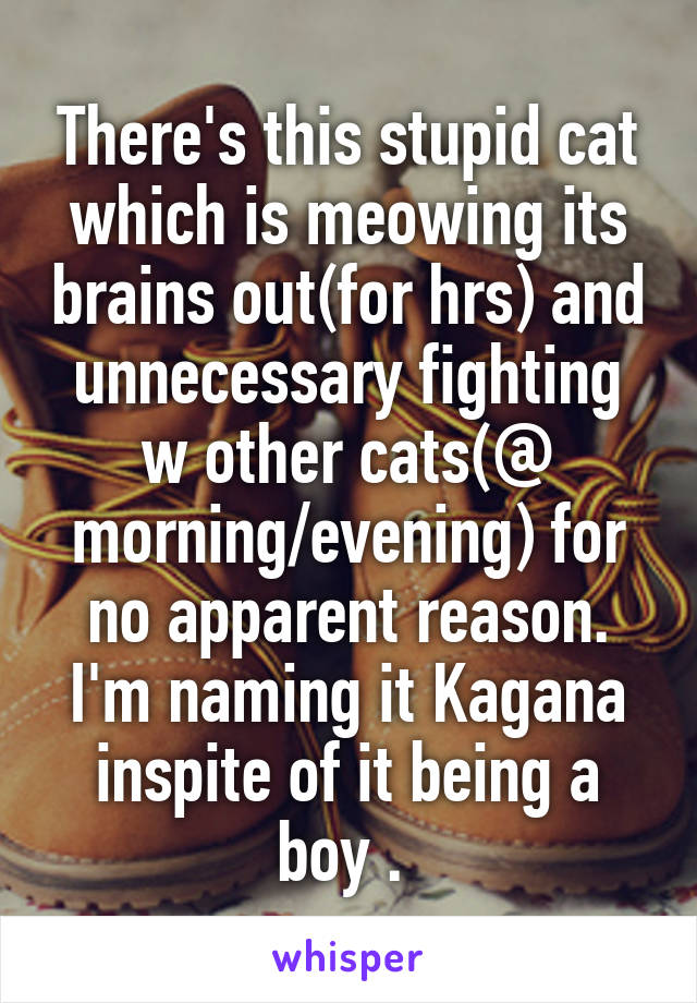 There's this stupid cat which is meowing its brains out(for hrs) and unnecessary fighting w other cats(@ morning/evening) for no apparent reason.
I'm naming it Kagana inspite of it being a boy . 