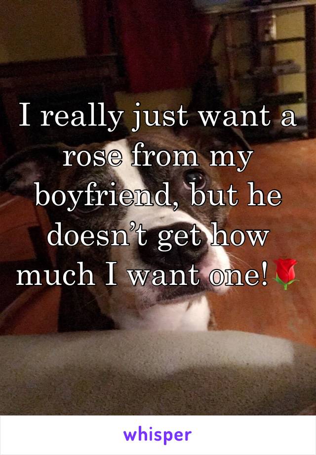 I really just want a rose from my boyfriend, but he doesn’t get how much I want one!🌹
