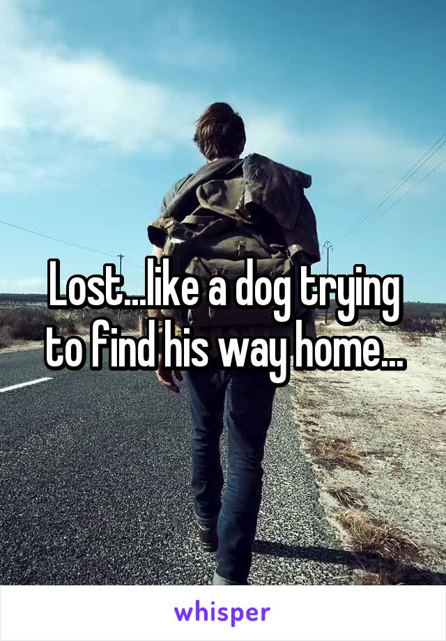 Lost...like a dog trying to find his way home...