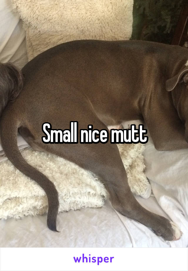 Small nice mutt
