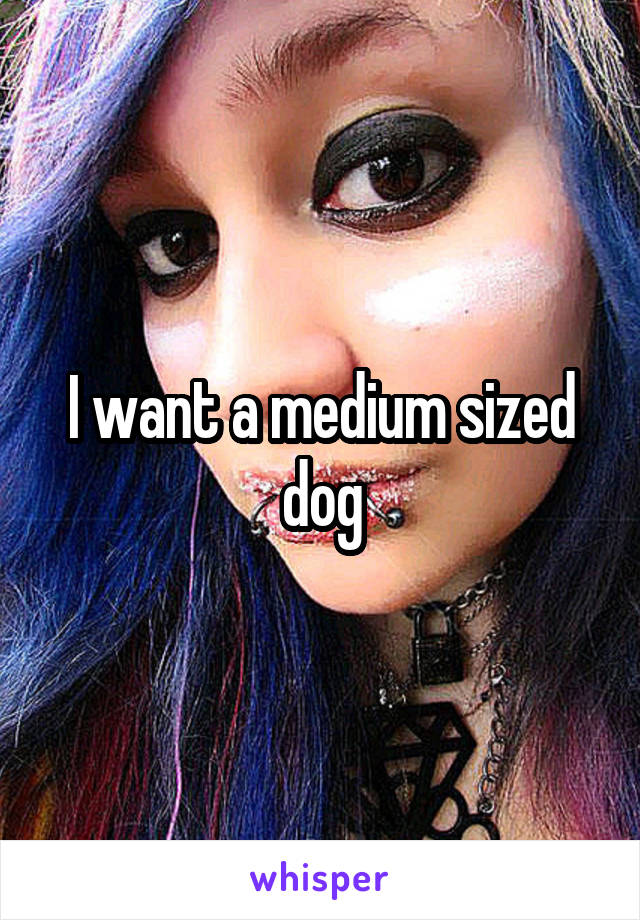 I want a medium sized dog