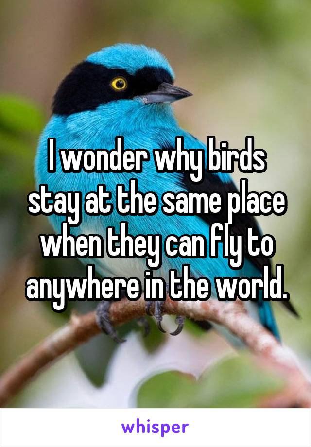 I wonder why birds stay at the same place when they can fly to anywhere in the world.