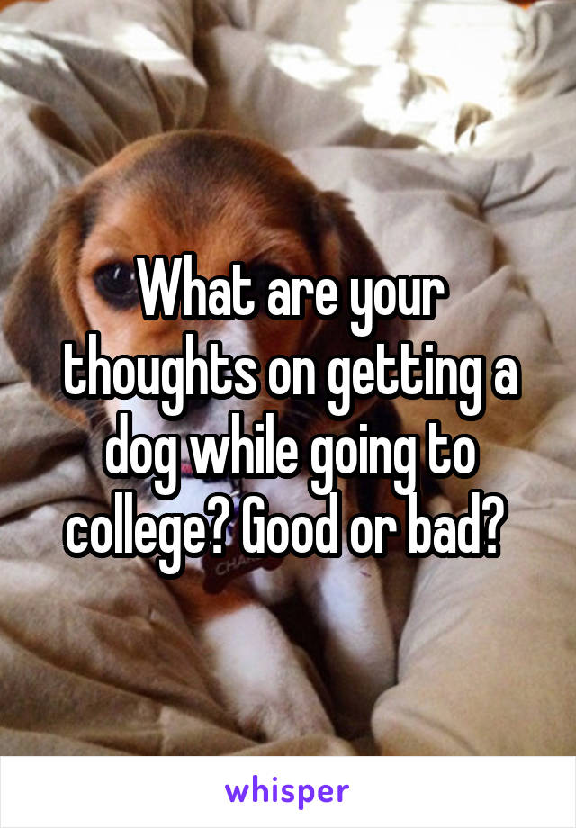 What are your thoughts on getting a dog while going to college? Good or bad? 