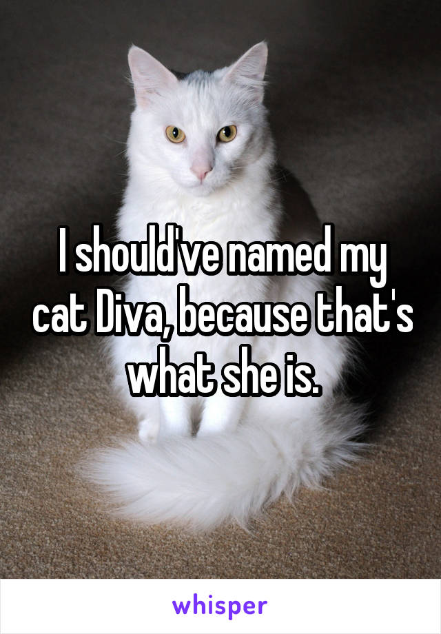 I should've named my cat Diva, because that's what she is.