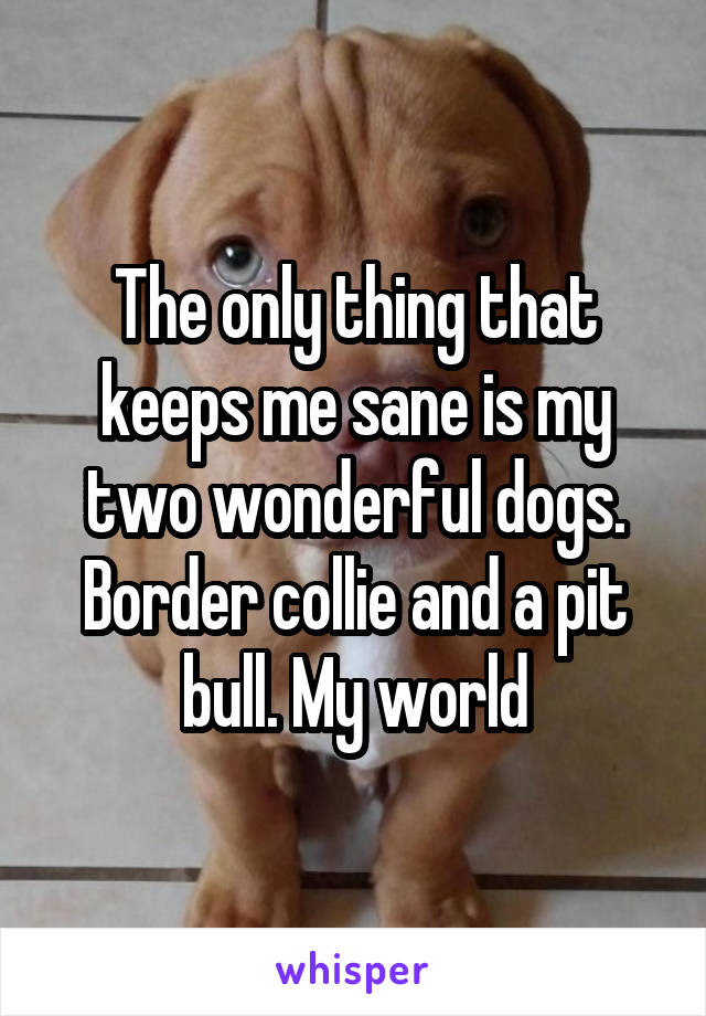 The only thing that keeps me sane is my two wonderful dogs. Border collie and a pit bull. My world