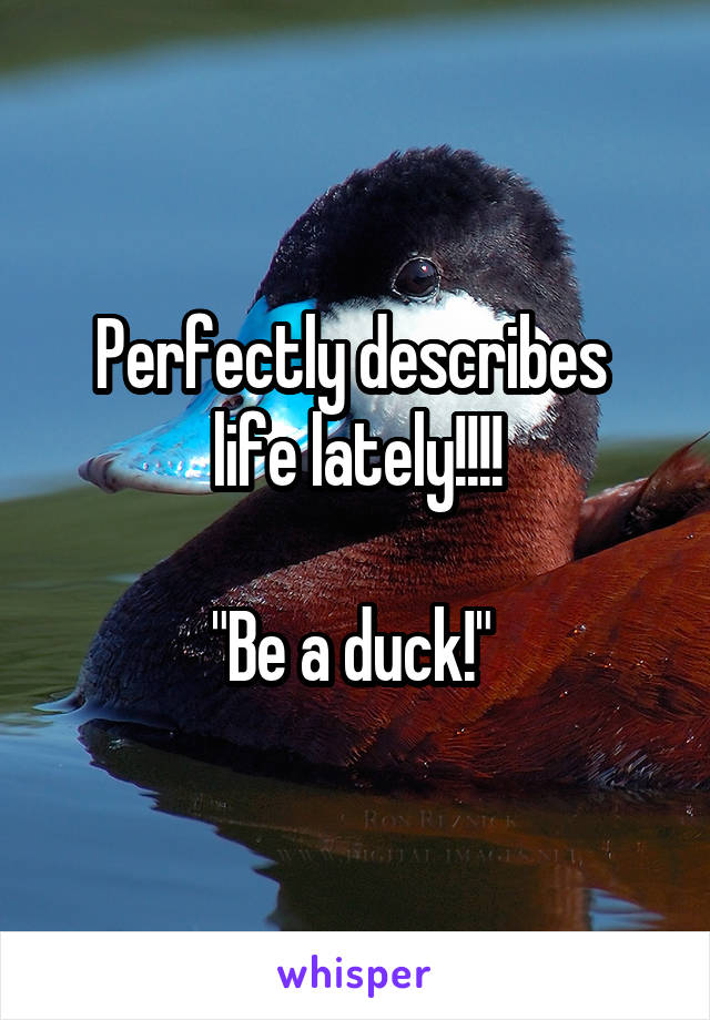 Perfectly describes 
life lately!!!!

"Be a duck!" 