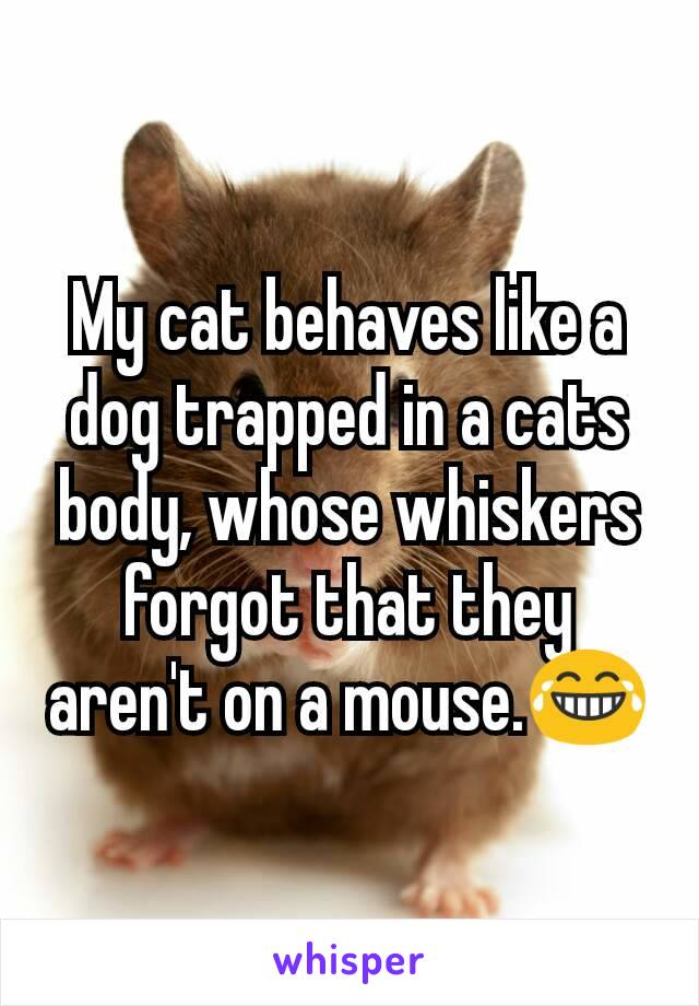 My cat behaves like a dog trapped in a cats body, whose whiskers forgot that they aren't on a mouse.😂