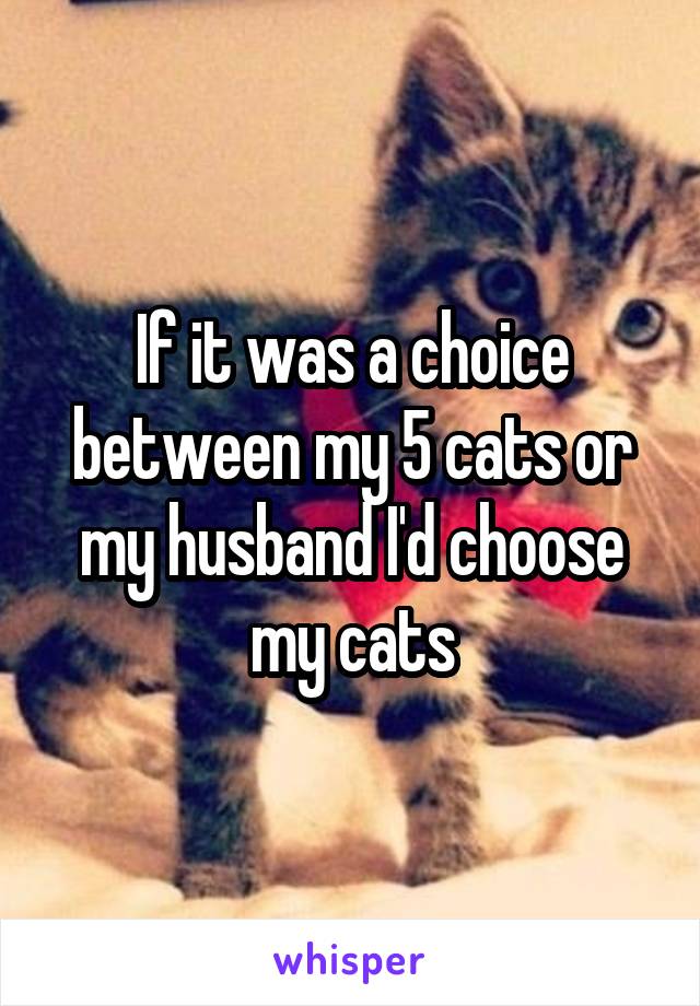 If it was a choice between my 5 cats or my husband I'd choose my cats