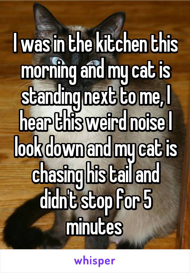 I was in the kitchen this morning and my cat is standing next to me, I hear this weird noise I look down and my cat is chasing his tail and didn't stop for 5 minutes 