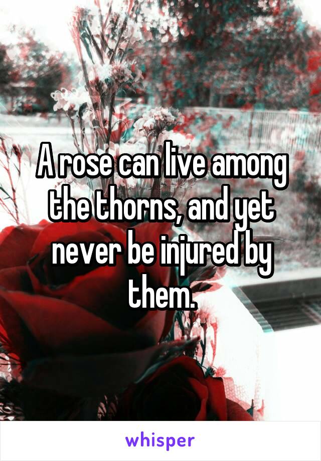 A rose can live among the thorns, and yet never be injured by them.
