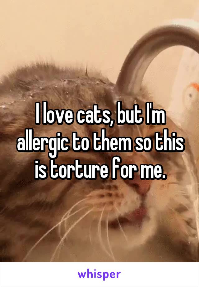 I love cats, but I'm allergic to them so this is torture for me.
