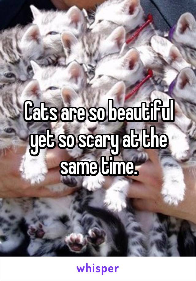 Cats are so beautiful yet so scary at the same time.