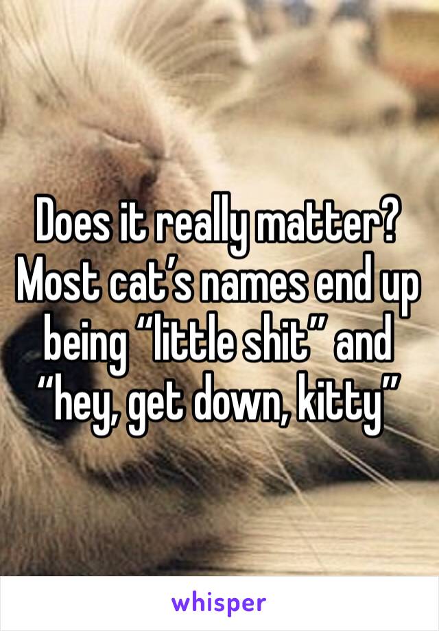 Does it really matter? Most cat’s names end up being “little shit” and “hey, get down, kitty”