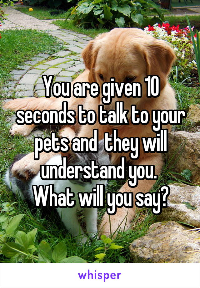 You are given 10 seconds to talk to your pets and  they will understand you. 
What will you say?