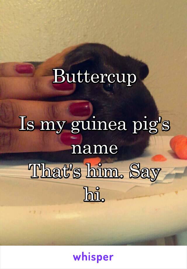 Buttercup

Is my guinea pig's name
That's him. Say hi.