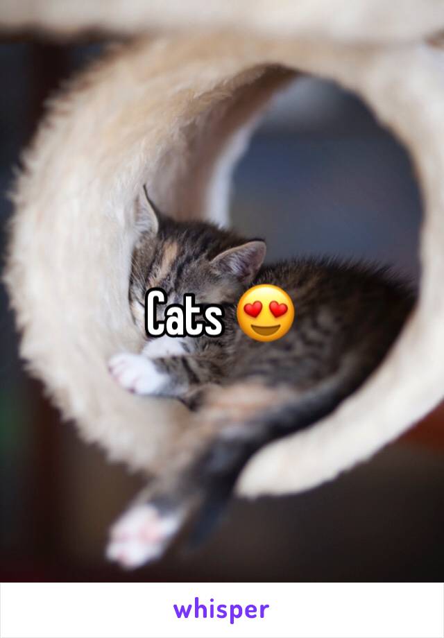 Cats 😍