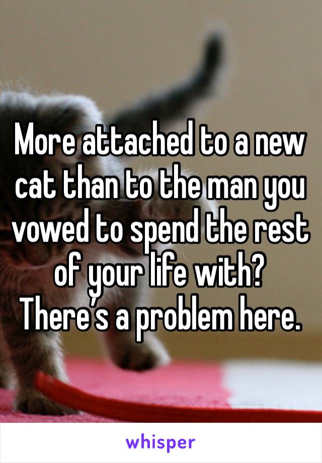 More attached to a new cat than to the man you vowed to spend the rest of your life with? There’s a problem here. 