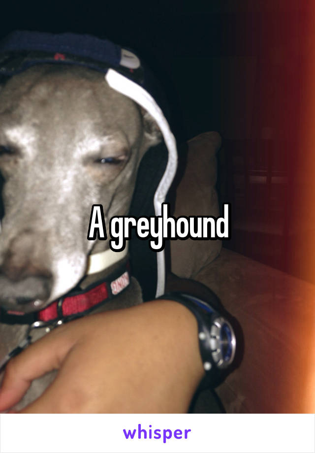 A greyhound