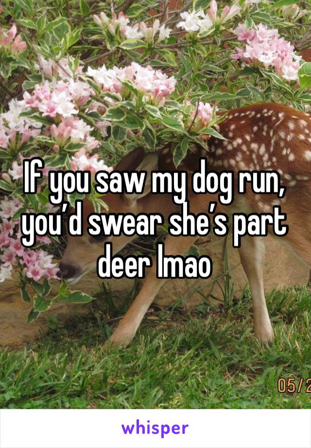 If you saw my dog run, you’d swear she’s part deer lmao