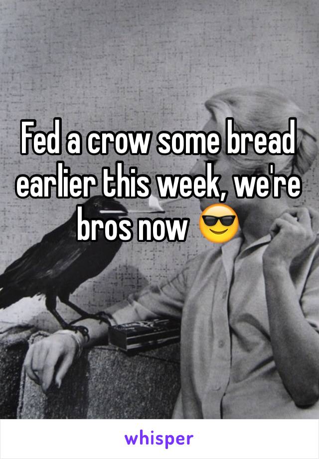 Fed a crow some bread earlier this week, we're bros now 😎