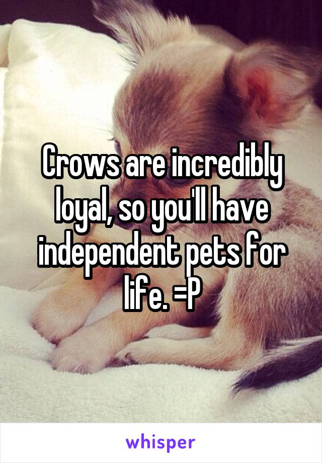 Crows are incredibly loyal, so you'll have independent pets for life. =P