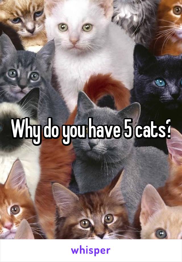 Why do you have 5 cats?