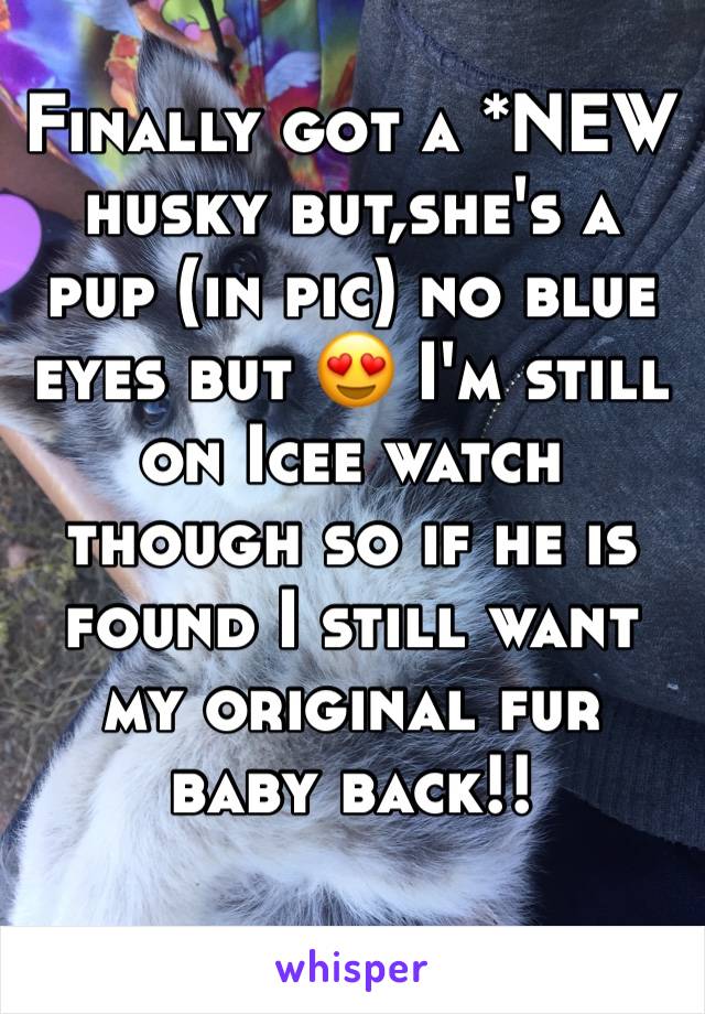 Finally got a *NEW husky but,she's a pup (in pic) no blue eyes but 😍 I'm still on Icee watch though so if he is found I still want my original fur baby back!!