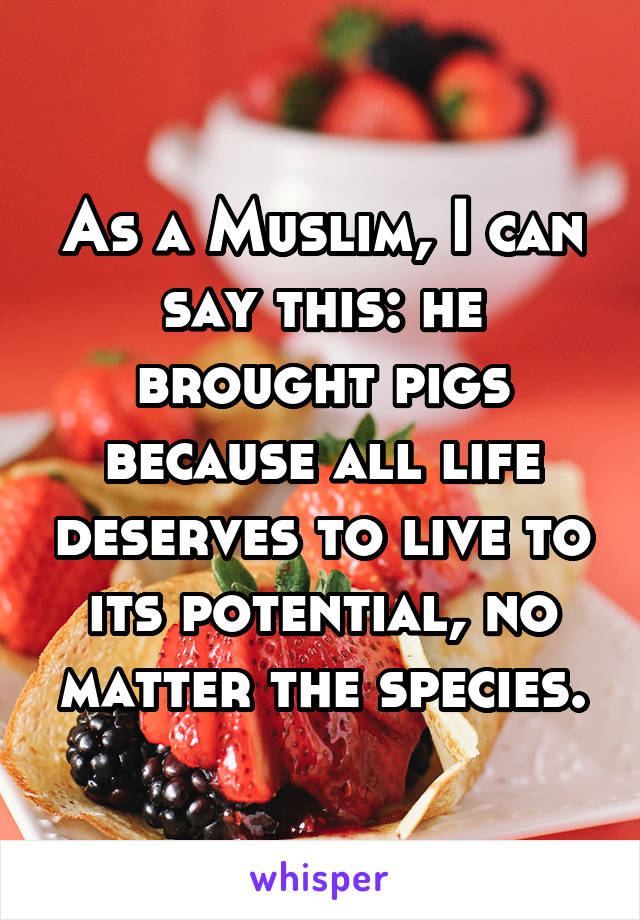 As a Muslim, I can say this: he brought pigs because all life deserves to live to its potential, no matter the species.