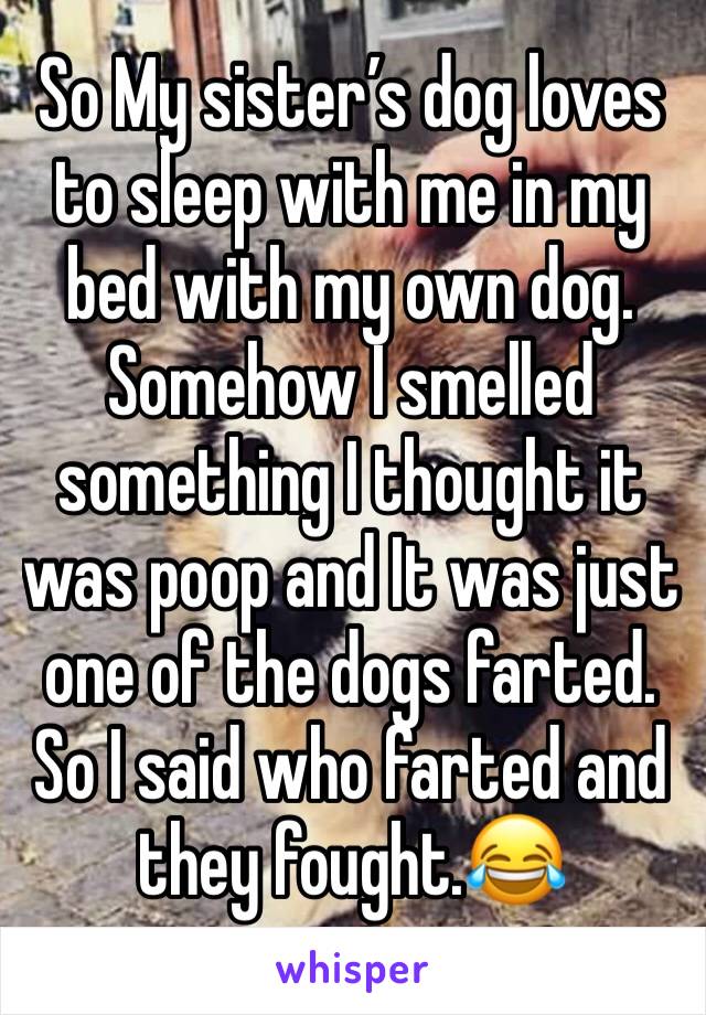So My sister’s dog loves to sleep with me in my bed with my own dog. Somehow I smelled something I thought it was poop and It was just one of the dogs farted. So I said who farted and they fought.😂