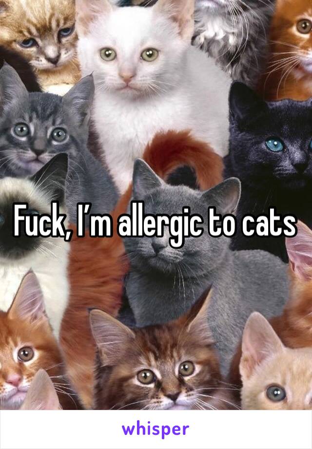 Fuck, I’m allergic to cats