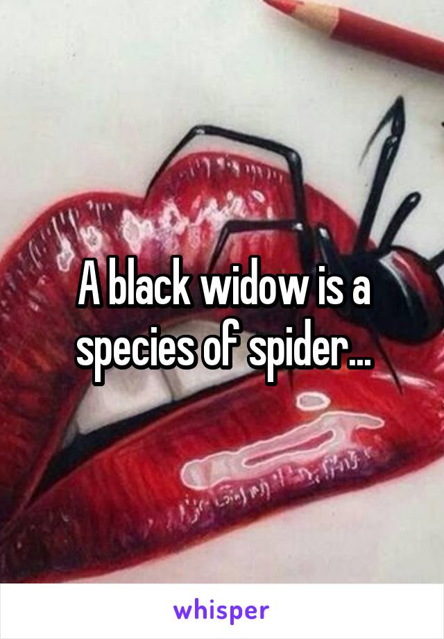 A black widow is a species of spider...