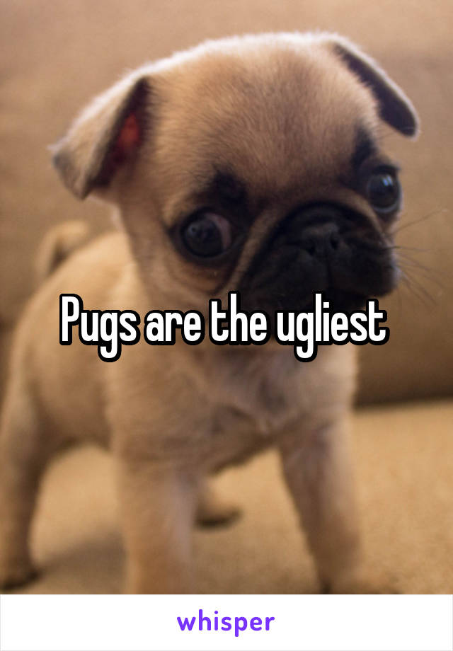 Pugs are the ugliest 