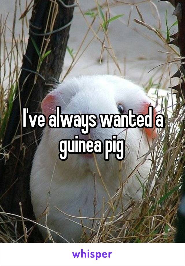 I've always wanted a guinea pig 