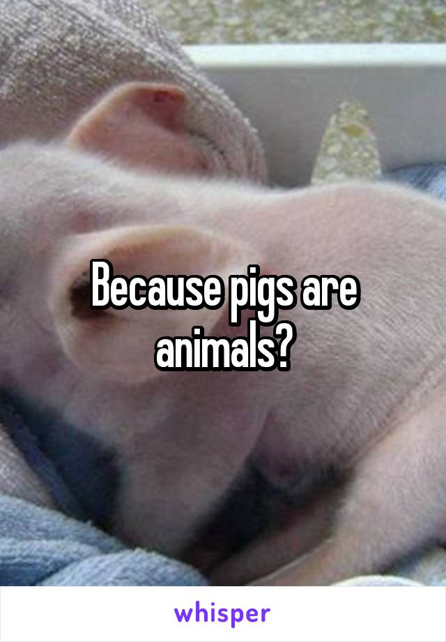 Because pigs are animals?