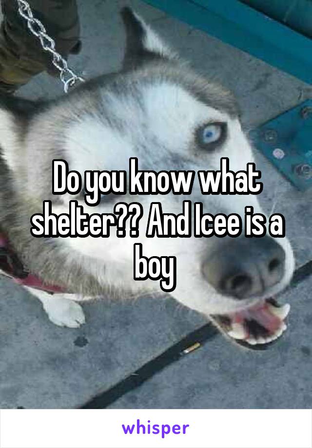 Do you know what shelter?? And Icee is a boy 