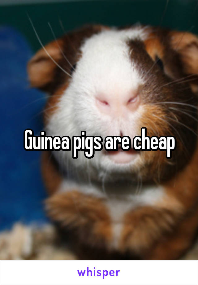 Guinea pigs are cheap