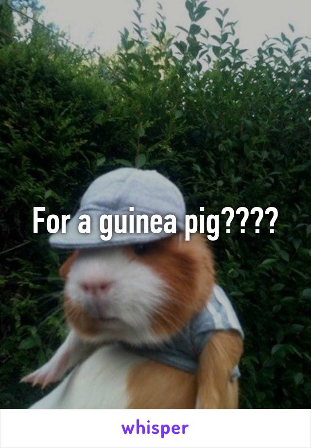 For a guinea pig????