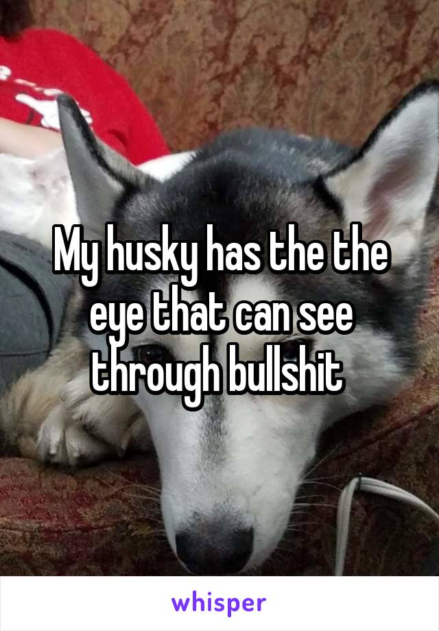 My husky has the the eye that can see through bullshit 