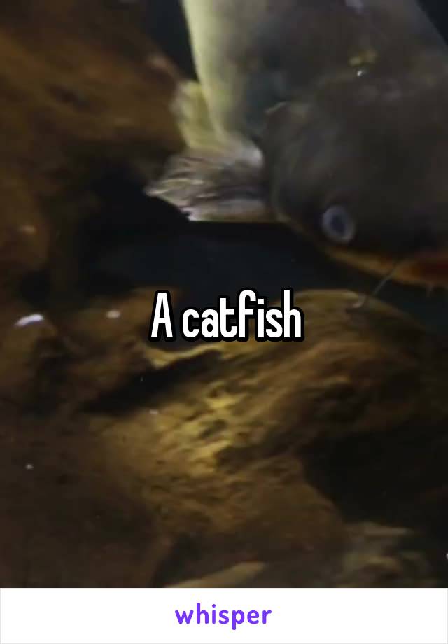 A catfish