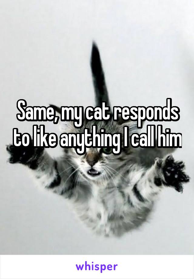 Same, my cat responds to like anything I call him 