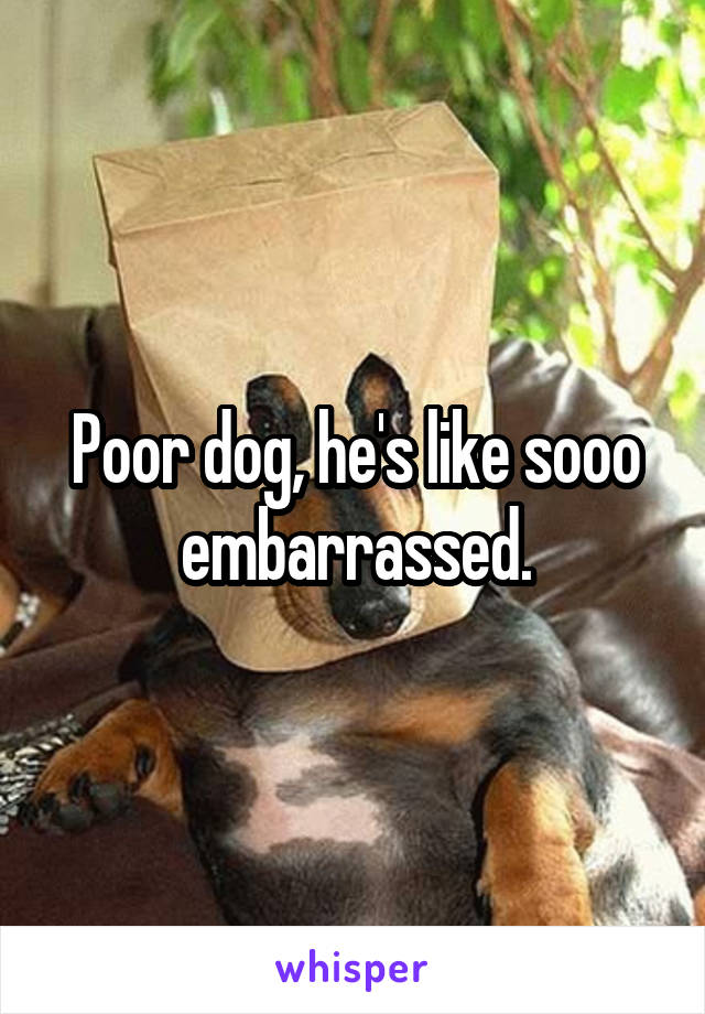 Poor dog, he's like sooo embarrassed.