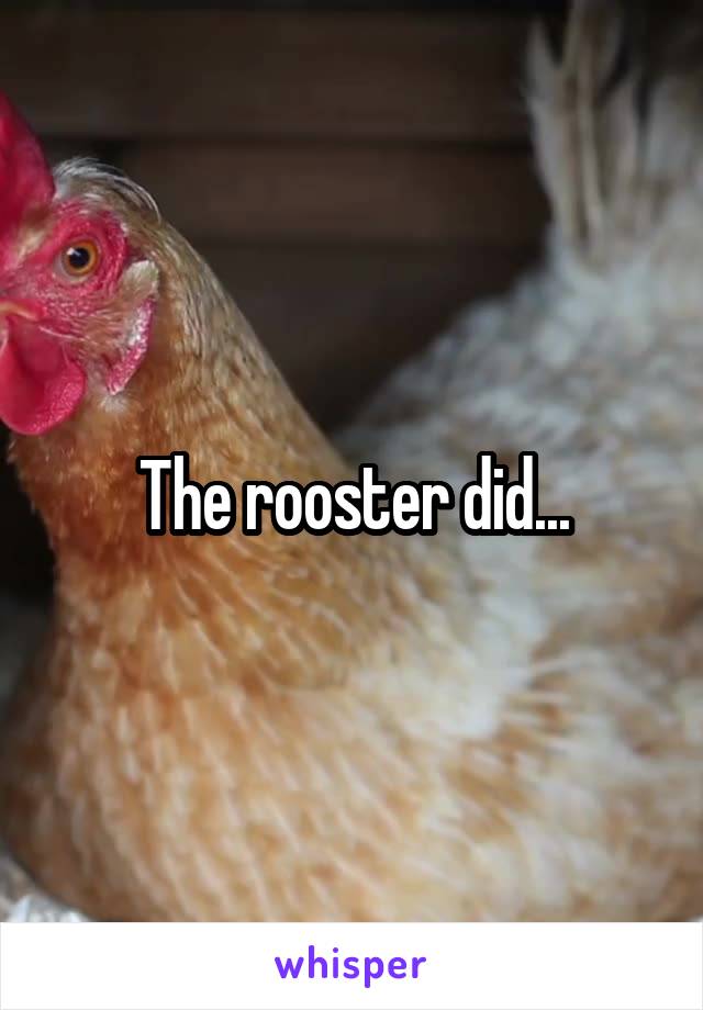 The rooster did...