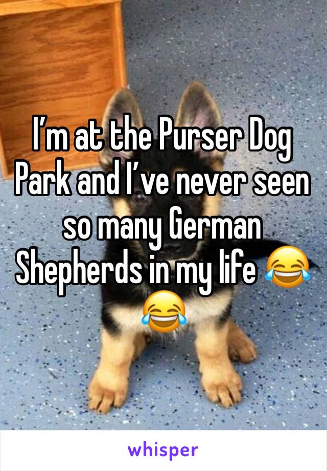 I’m at the Purser Dog Park and I’ve never seen so many German Shepherds in my life 😂😂