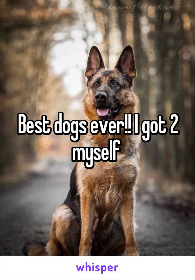 Best dogs ever!! I got 2 myself 