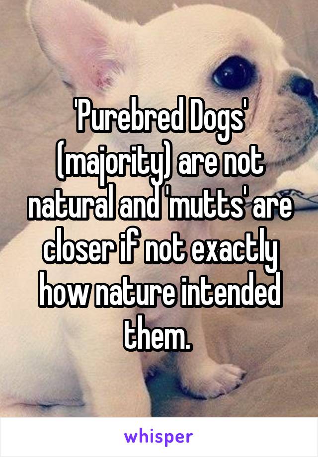 'Purebred Dogs' (majority) are not natural and 'mutts' are closer if not exactly how nature intended them. 