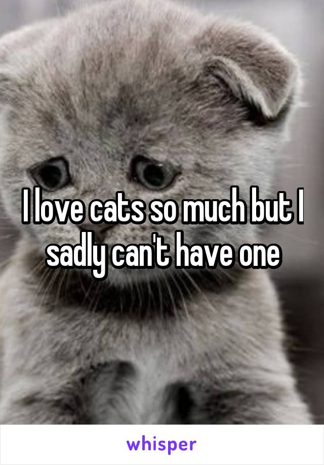 I love cats so much but I sadly can't have one