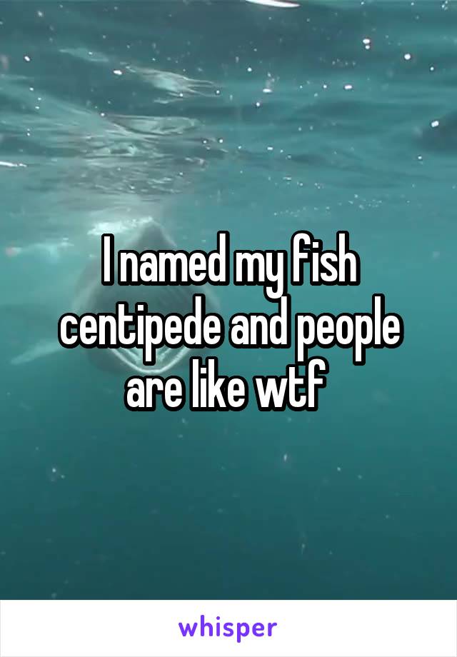 I named my fish centipede and people are like wtf 