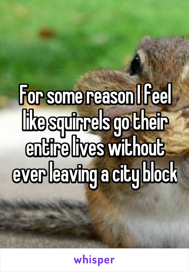 For some reason I feel like squirrels go their entire lives without ever leaving a city block