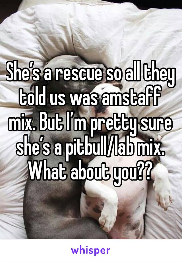 She’s a rescue so all they told us was amstaff mix. But I’m pretty sure she’s a pitbull/lab mix. What about you?? 